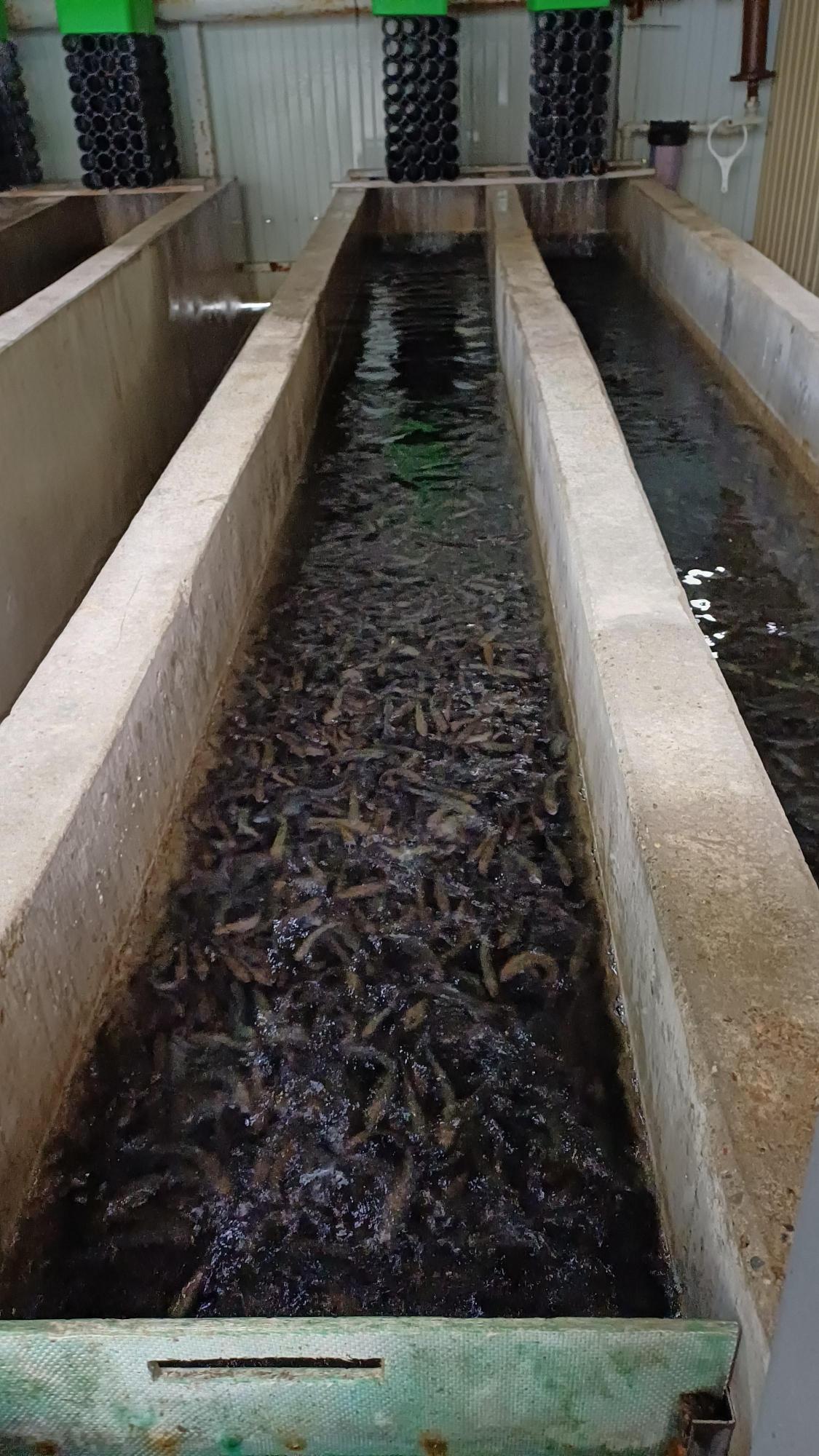 Выпуск мальков в рамках компенсационных мероприятий проекта в Новороссийске