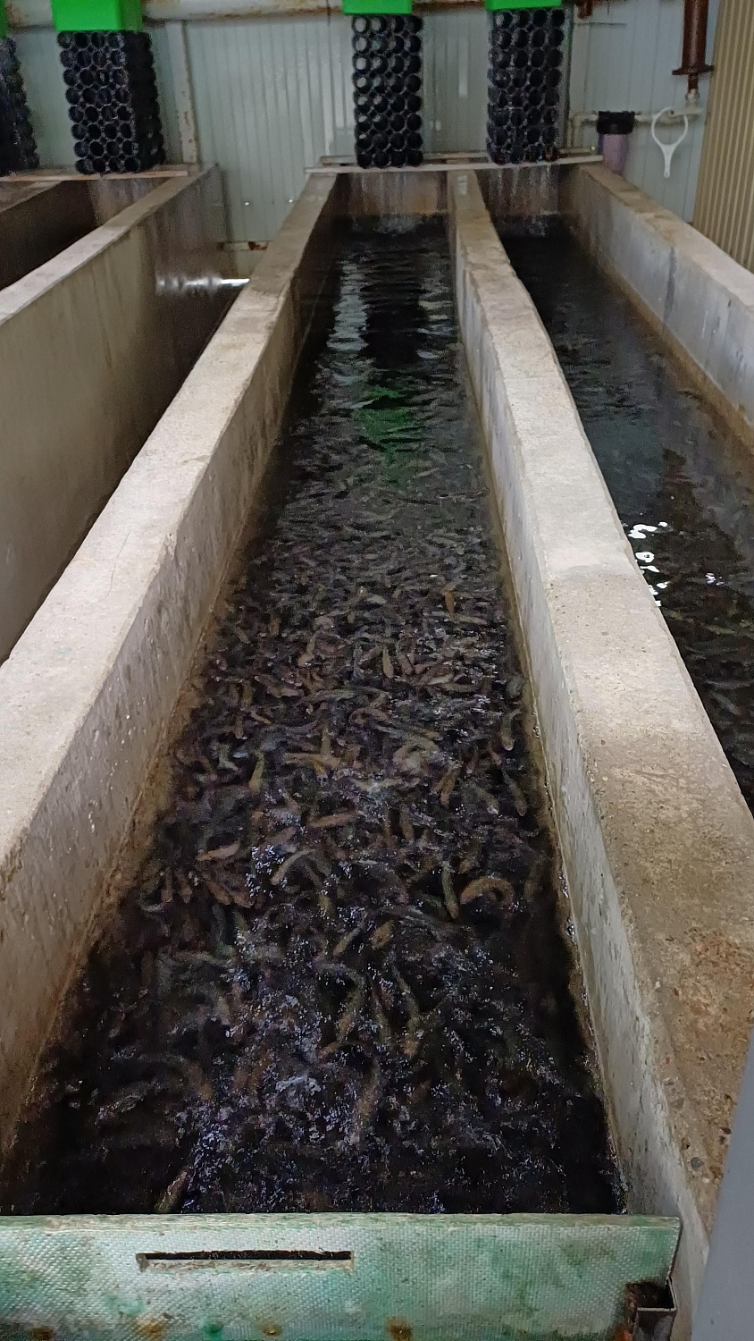 Выпуск мальков в рамках компенсационных мероприятий проекта в Новороссийске