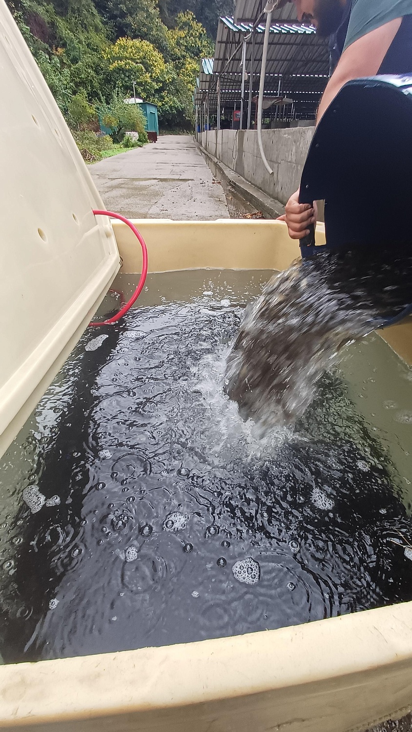 Выпуск мальков в рамках компенсационных мероприятий проекта в Новороссийске